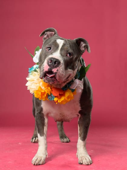 Photo of Lulu, adoptable dog in Atlanta, Georgia