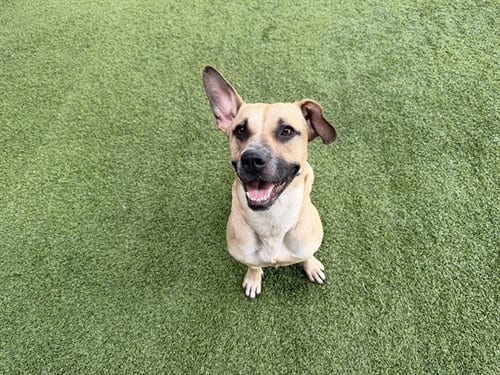 Photo of Cookie, adoptable German Shepherd Dog in Garland, Texas