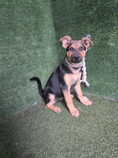 Photo of Orin, adoptable German Shepherd Dog in Lancaster, California