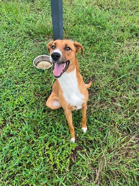 Photo of Asia, adoptable Carolina Dog in Pasadena, Texas