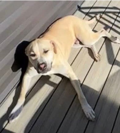Photo of Gruner, adoptable American Pit Bull Terrier in Germantown, Ohio