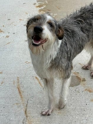 Photo of Cookie, adoptable Mixed Breed in New Orleans, Louisiana