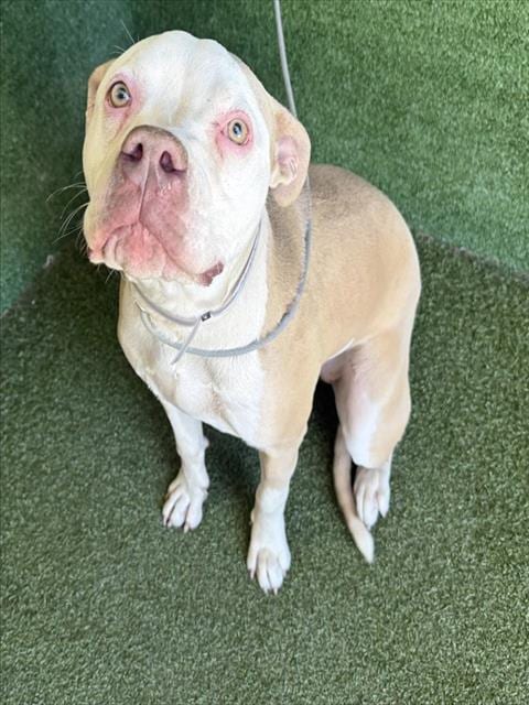 Photo of Kelda, adoptable Pit Bull Terrier in Lancaster, California
