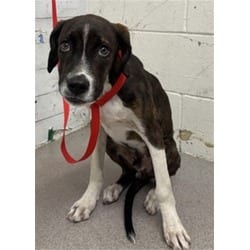 Photo of Echo, adoptable Boxer in San Bernardino, California