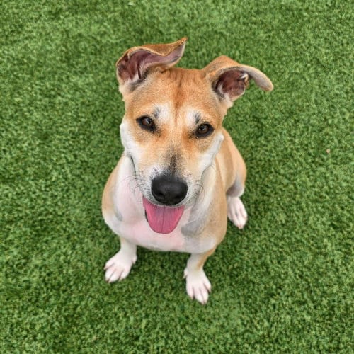 Photo of Pamela, adoptable Black Mouth Cur in oakland, Florida