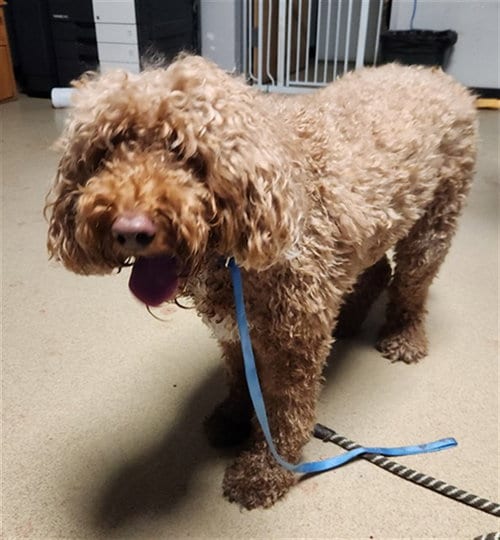Photo of Mila, adoptable Poodle (Standard) in Plano, Texas