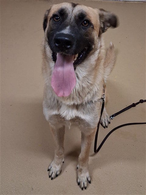 Photo of Cielo, adoptable Anatolian Shepherd in Chula Vista, California