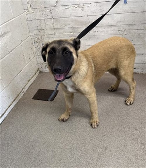 Photo of A597842, adoptable German Shepherd Dog in San Bernardino, California