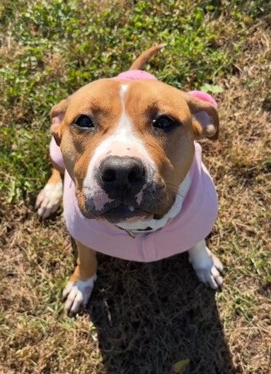 Photo of Brandy, adoptable American Pit Bull Terrier in Derwood, Maryland