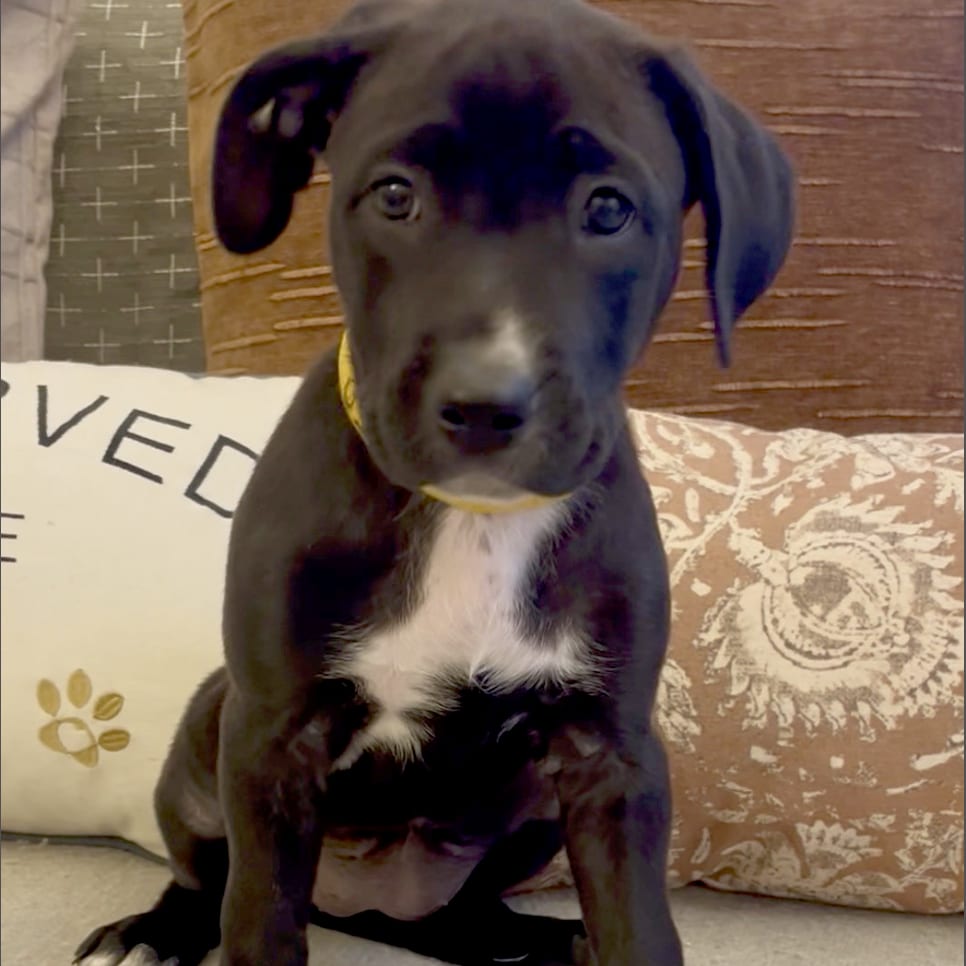 Photo of USA (World Cup Pup), adoptable Mixed Breed (Medium) in St. Louis, Missouri