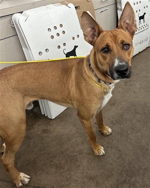 Photo of Copper, adoptable Mixed Breed
