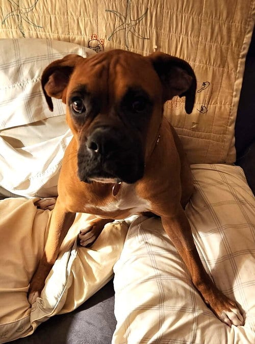Photo of Roscoe IV, adoptable Boxer in Austin, Texas