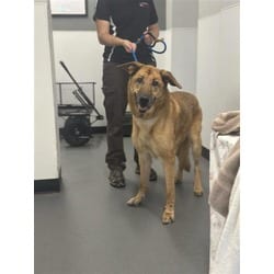 Photo of Balboa, adoptable Mixed Breed (Medium) in New Castle, Delaware