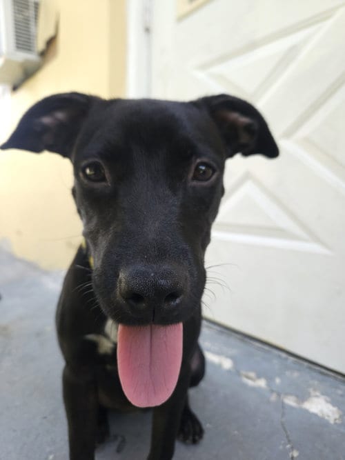 Photo of Pepper, adoptable Labrador Retriever in Miami, Florida
