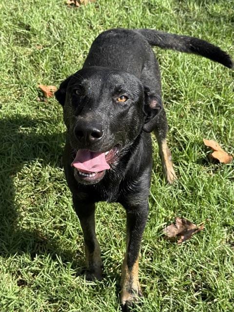 Photo of Jack, adoptable German Shepherd Dog in Riverside, California