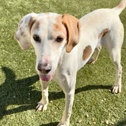 Photo of Huckleberry 6623, adoptable Coonhound in Loxahatchee, Florida