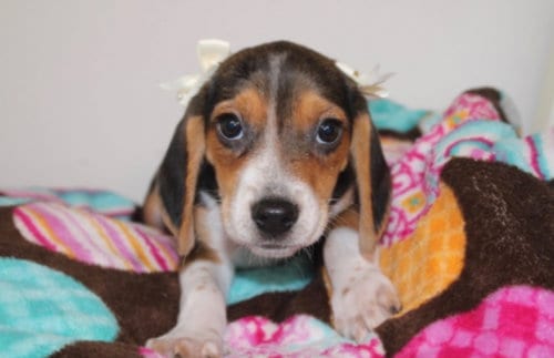 Photo of Barbie, adoptable Beagle in Tenafly, New Jersey