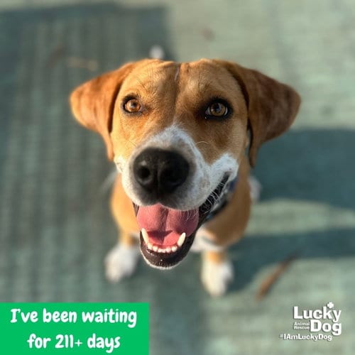 Photo of Zena, adoptable Retriever in Washington, District of Columbia