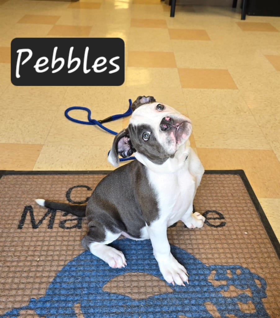 Photo of Pebbles, adoptable Boxer in Maumelle, Arkansas