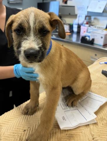 Photo of Hugo, adoptable Terrier in Riverside, California