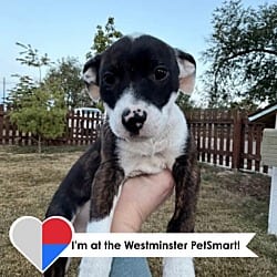 Photo of Snap, adoptable Mixed Breed (Medium) in Fort Collins, Colorado