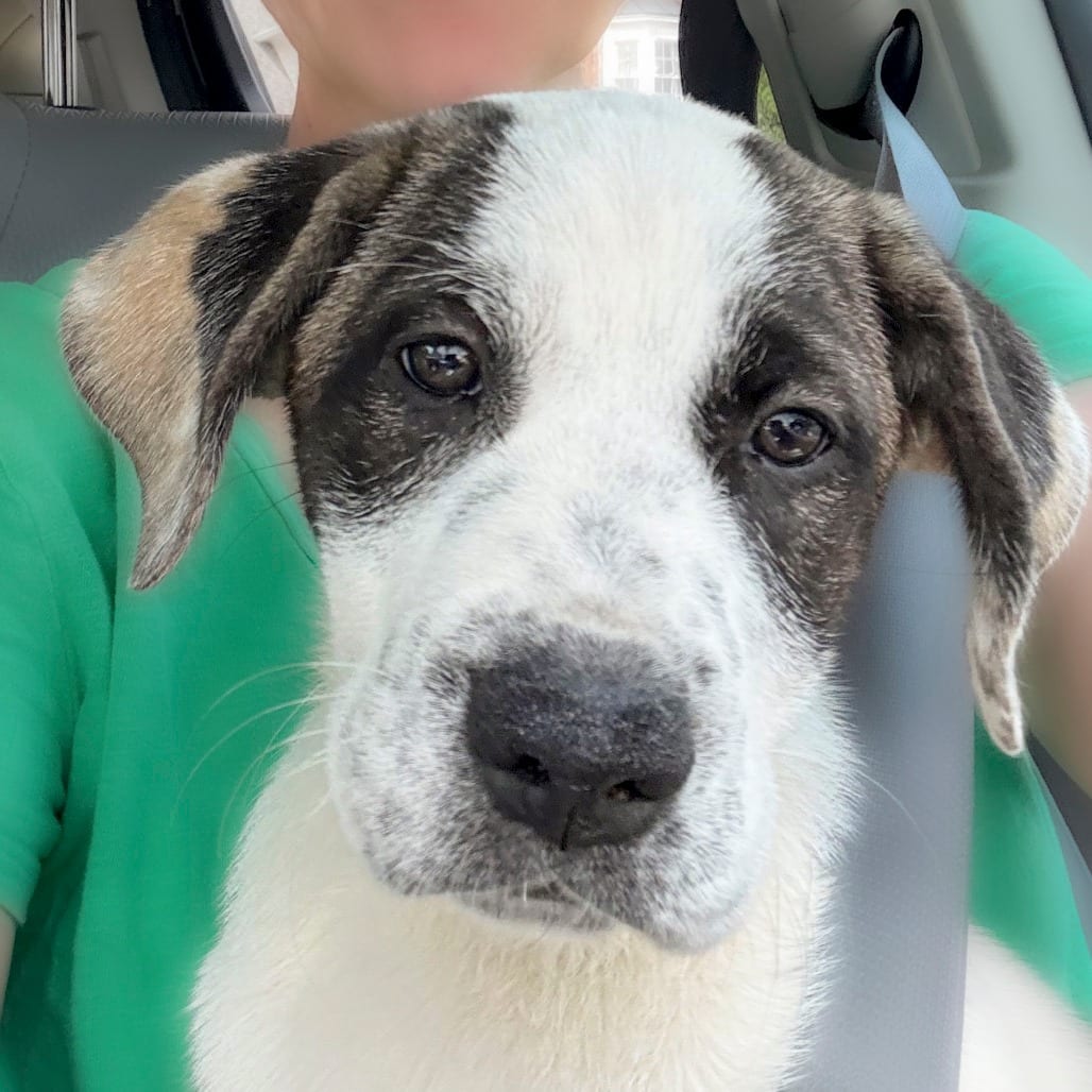 Photo of Magnolia, adoptable Mixed Breed (Large) in Chapel Hill, North Carolina