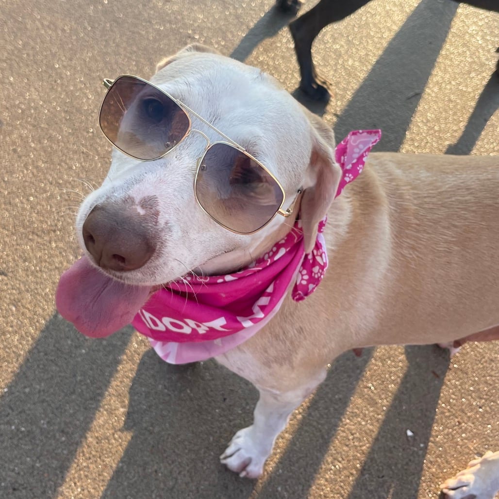Photo of Mizzy, adoptable Retriever, Yellow Labrador / Mixed Breed (Large) in Boonville, Missouri