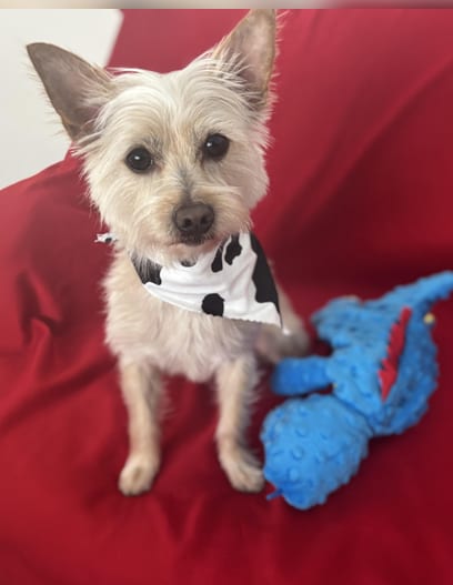 Photo of Chip, adoptable Yorkshire Terrier Yorkie in Greensboro, North Carolina