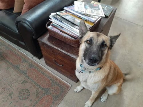 Photo of Johnny Depp, adoptable German Shepherd Dog in Santa Fe, New Mexico