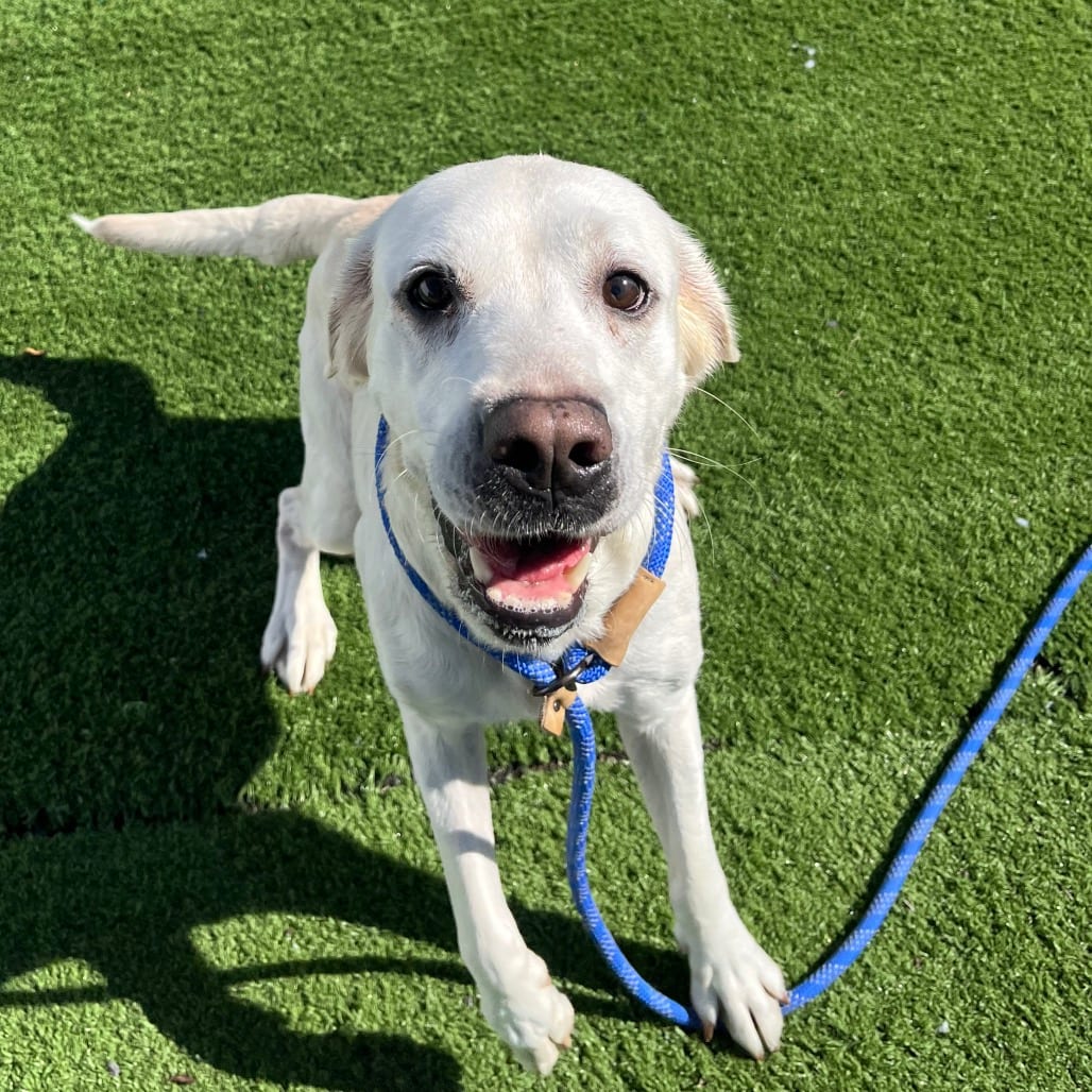 Photo of Ming-Ming, adoptable Retriever, Labrador / Mix in Bristol, Indiana