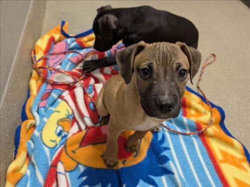 Photo of Coco, adoptable Pit Bull Terrier in Las Vegas, Nevada