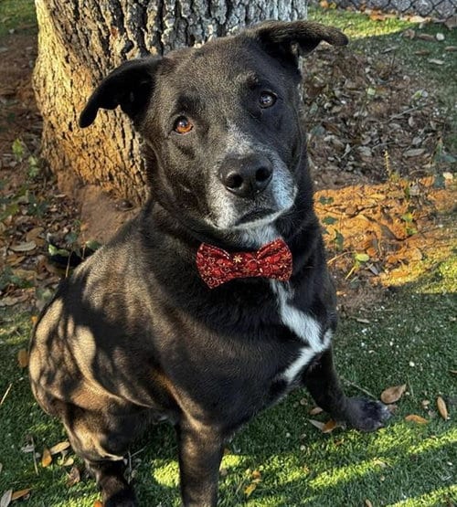 Photo of Kuma, adoptable Labrador Retriever in Palmetto, Florida