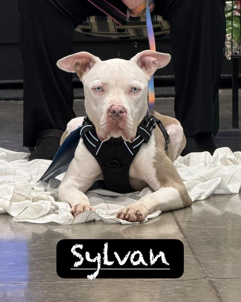 Photo of Sylvan, adoptable Pit Bull Terrier in Maumelle, Arkansas