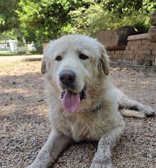 Photo of Marshmallow, adoptable Great Pyrenees in Spring, Texas