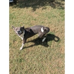 Photo of Bubba, adoptable American Pit Bull Terrier in Texas City, Texas
