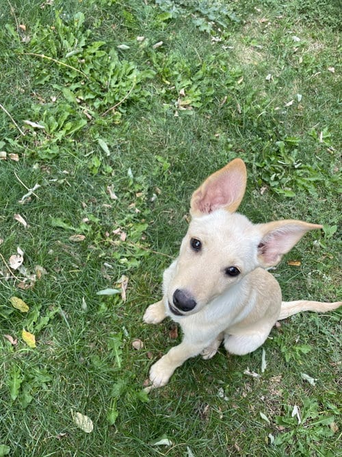 Photo of Candy land, adoptable German Shepherd Dog in Sandy, Utah