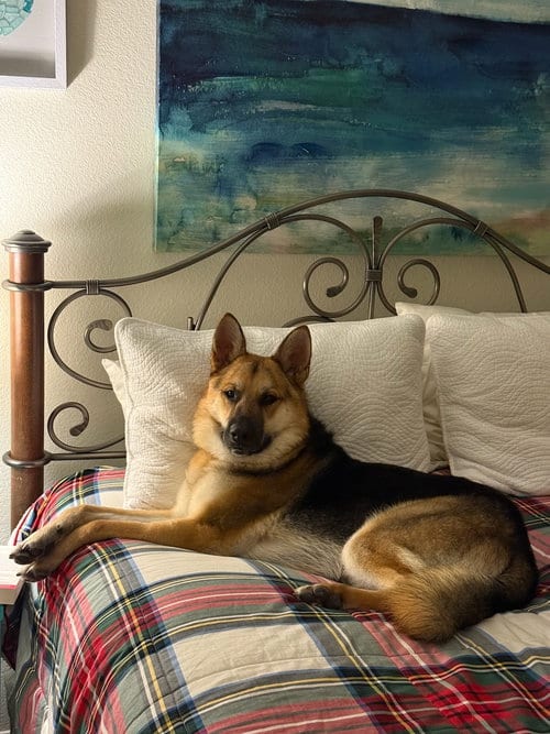 Photo of Birddog, adoptable German Shepherd Dog in Woodland Hills, California