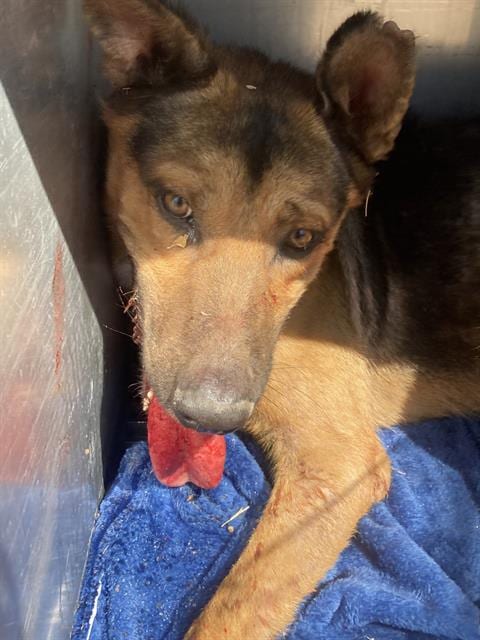 Photo of Fox, adoptable German Shepherd Dog in Dallas, Texas