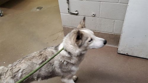 Photo of Dimitra, adoptable Siberian Husky in Aurora, Illinois