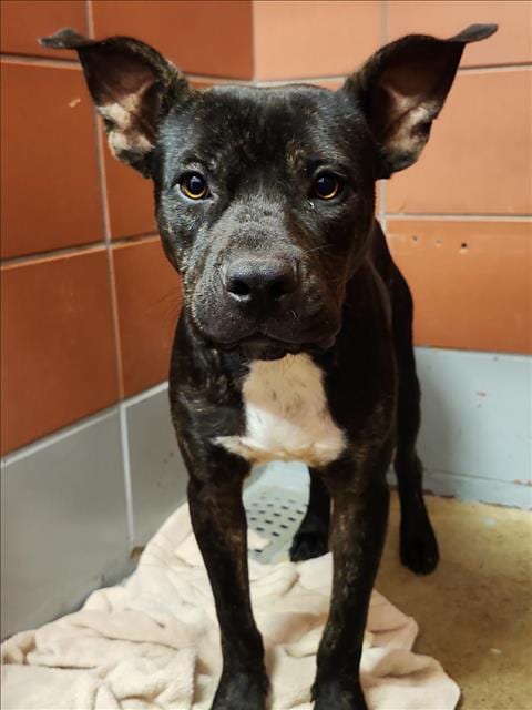 Photo of Ethan, adoptable Staffordshire Bull Terrier in Houston, Texas