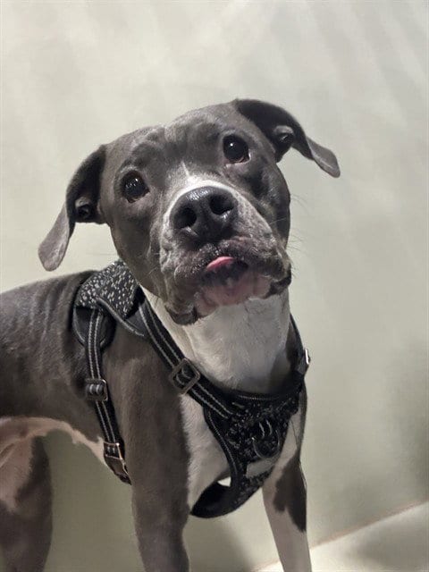 Photo of Sarah, adoptable Pit Bull Terrier in Bakersfield, California