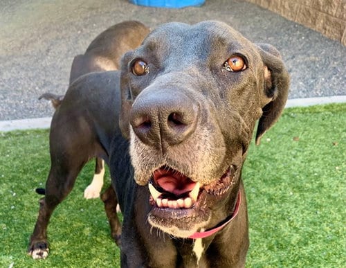 Photo of Lizel, adoptable Great Dane in Moreno Valley, California
