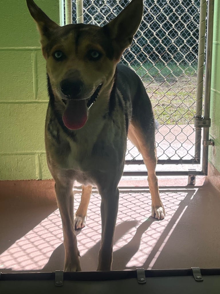 Photo of Blue, adoptable Husky in Nacogdoches, Texas
