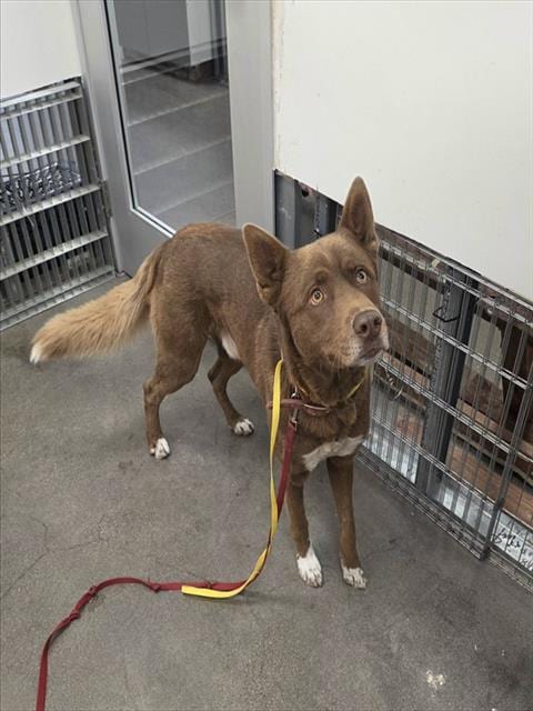Photo of Ignacio, adoptable Siberian Husky in Berkeley, California