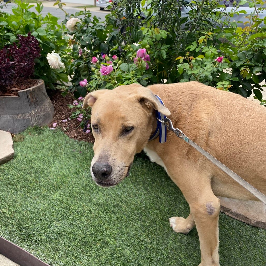 Photo of Scar, adoptable Retriever, Labrador in Oceanside, California