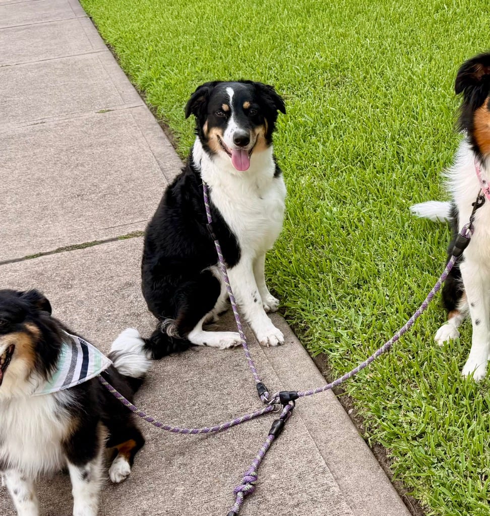 Photo of Ziti, adoptable Border Collie in Texas