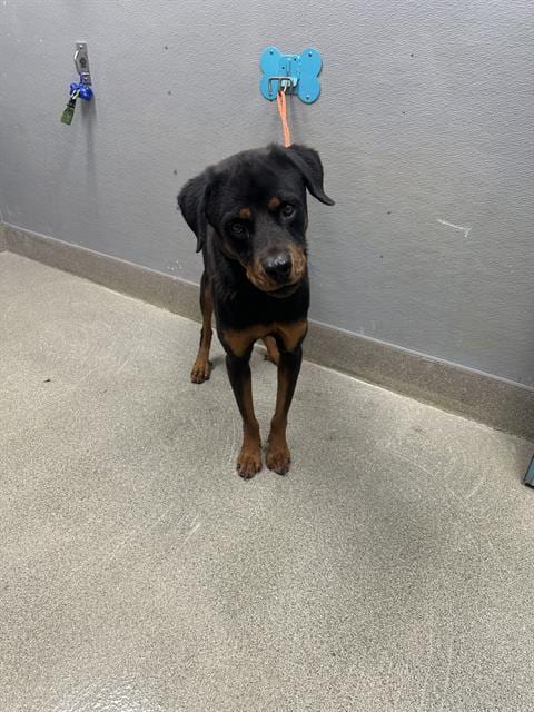 Photo of Big G, adoptable Rottweiler in Las Vegas, Nevada