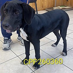 Photo of Gomez, adoptable Great Dane in Bullard, Texas