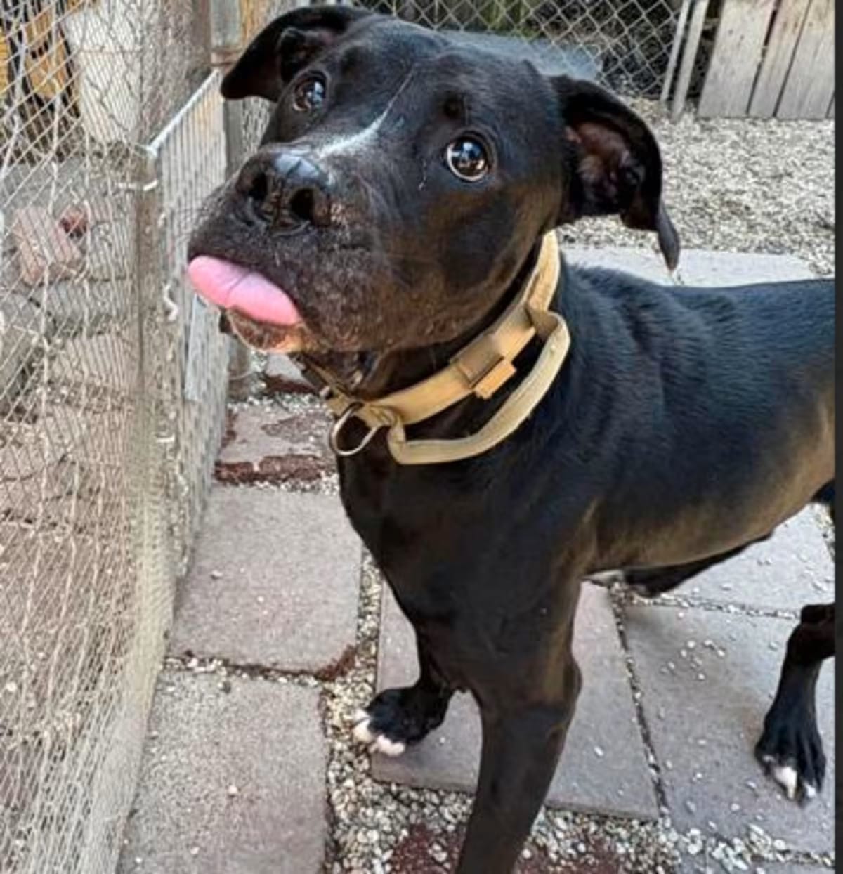 Photo of Roux, adoptable Labrador Retriever in New Orleans, Louisiana