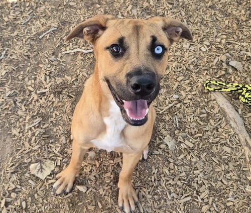 Photo of Frank, adoptable Labrador Retriever in Albuquerque, New Mexico